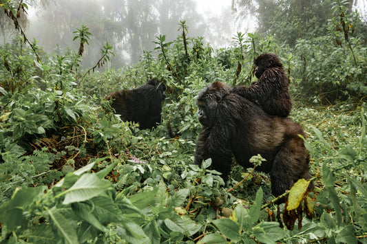 Unique Wildlife Experiences Around the World