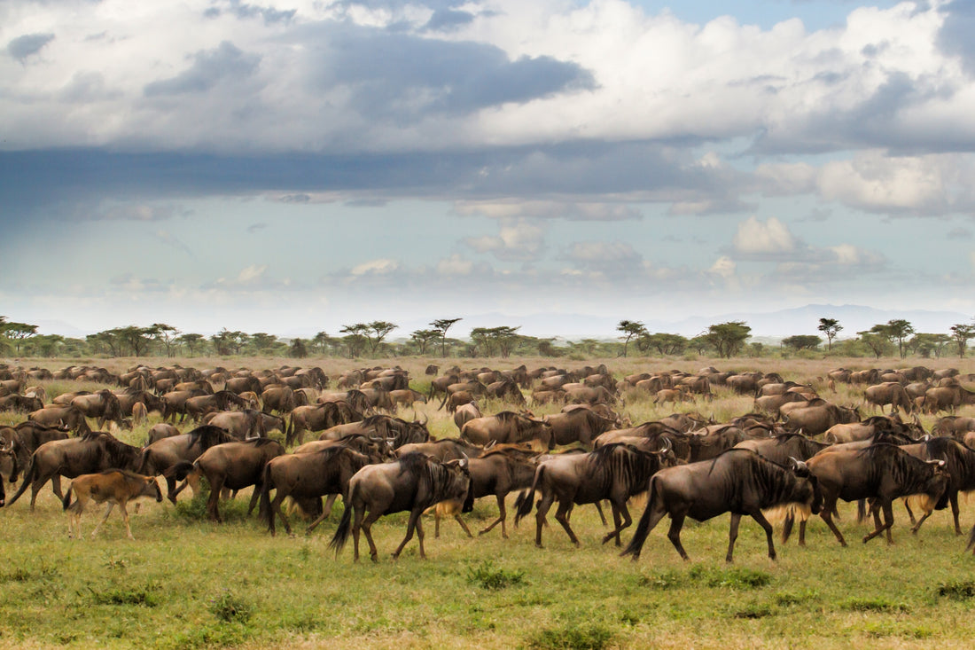 Safari Adventures in the Serengeti: A Wildlife Enthusiast’s Dream