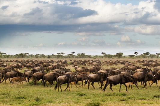 Safari Adventures in the Serengeti: A Wildlife Enthusiast’s Dream