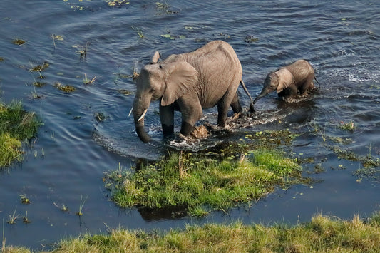 Journey Through the Heart of Africa: Exploring the Okavango Delta